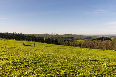 Small JPG-Tea Garden_Kenya Nandi Hills 2024 (3).jpg__PID:3189fc19-882b-4a41-8e3d-af15bb5d2ef1